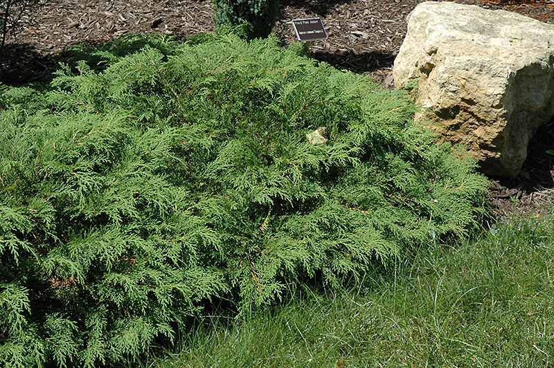 Russian Cypress (Microbiota decussata) at Landon's Greenhouse