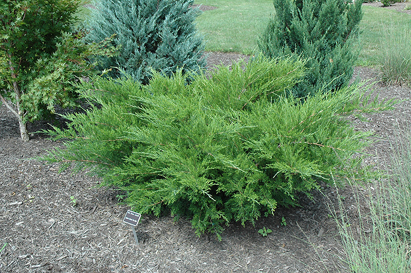 Sea Green Juniper (Juniperus chinensis 'Sea Green') at Landon's Greenhouse