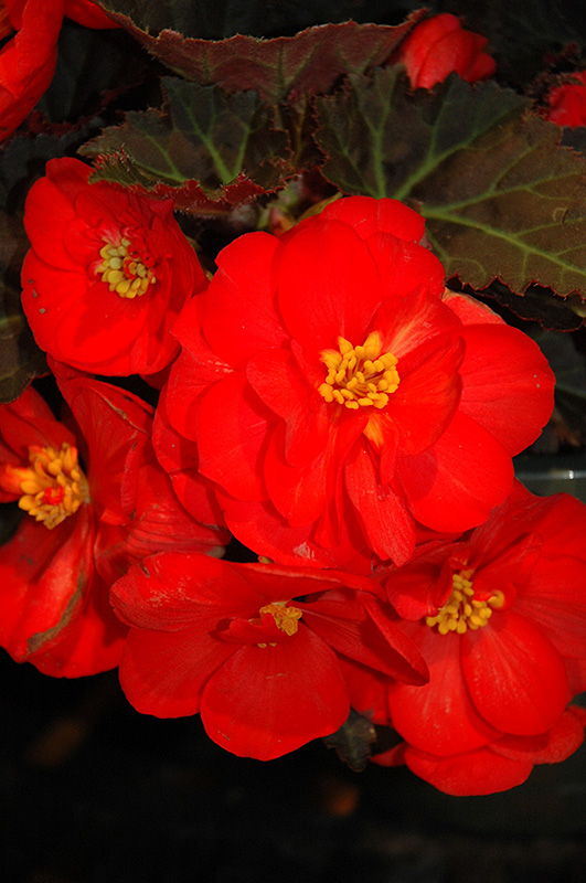 Nonstop Mocca Scarlet Begonia (Begonia 'Nonstop Mocca Scarlet') at Landon's Greenhouse