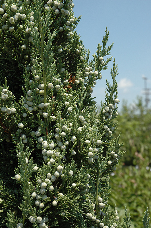 Trautman Juniper (Juniperus chinensis 'Trautman') at Landon's Greenhouse