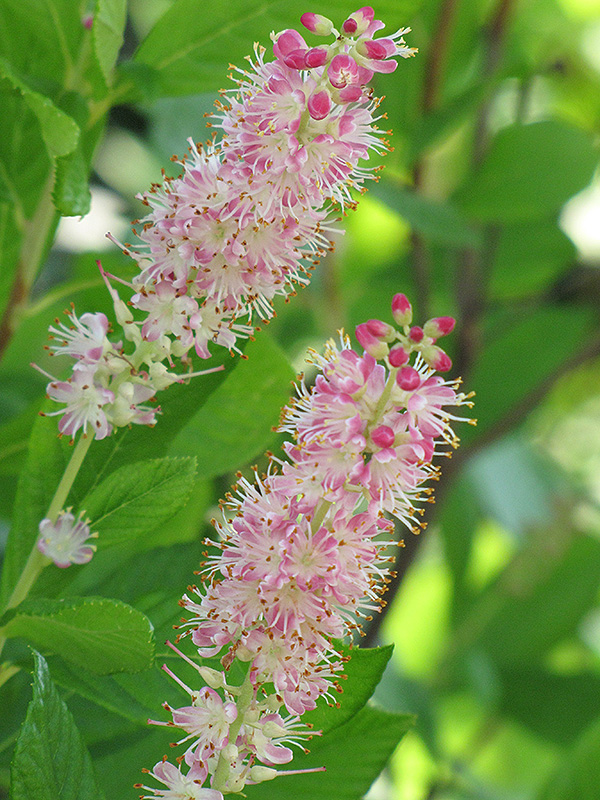 Ruby Spice Summersweet (Clethra alnifolia 'Ruby Spice') at Landon's Greenhouse