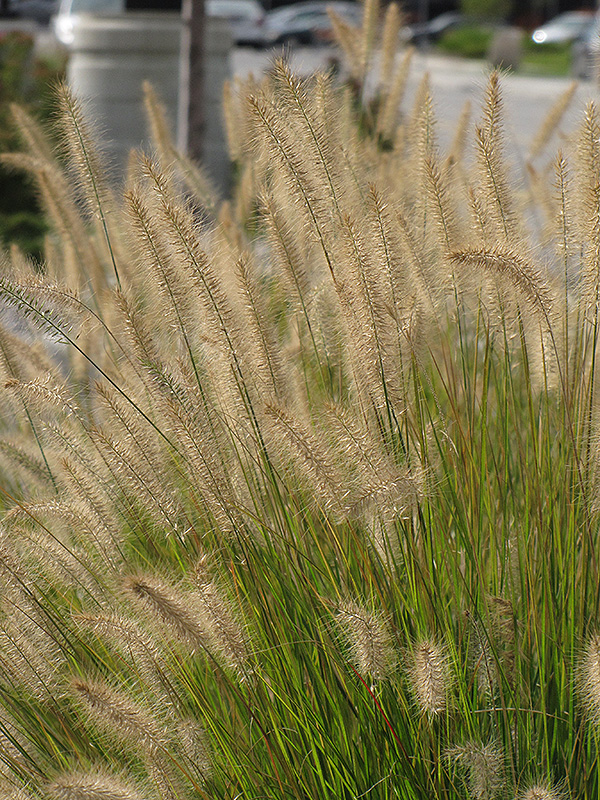 Hameln Dwarf Fountain Grass (Pennisetum alopecuroides 'Hameln') at Landon's Greenhouse