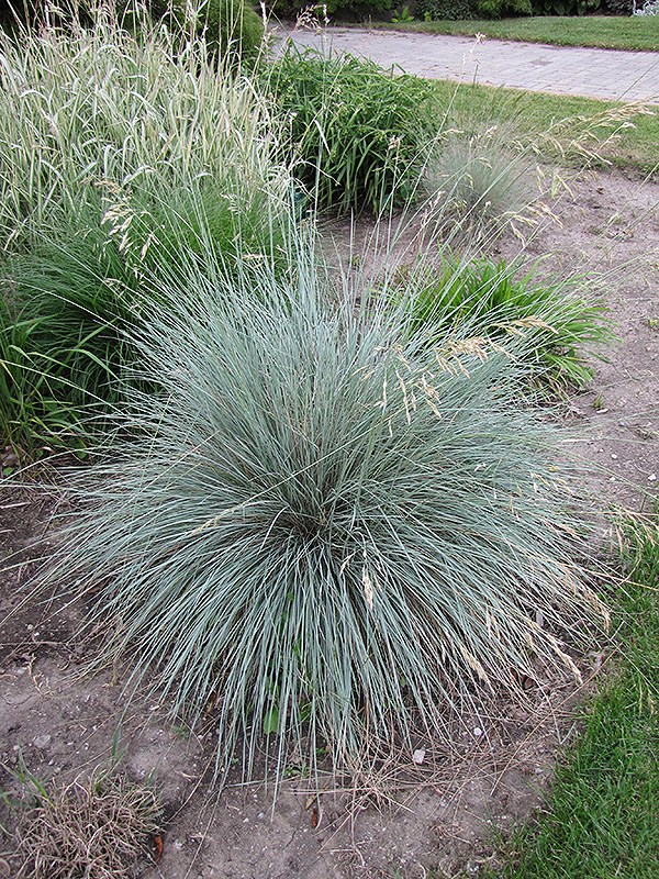 Blue Oat Grass (Helictotrichon sempervirens) at Landon's Greenhouse