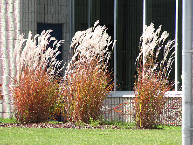 Flame Grass (Miscanthus sinensis 'Purpurascens') at Landon's Greenhouse