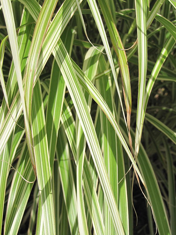 Morning Light Maiden Grass (Miscanthus sinensis 'Morning Light') at Landon's Greenhouse