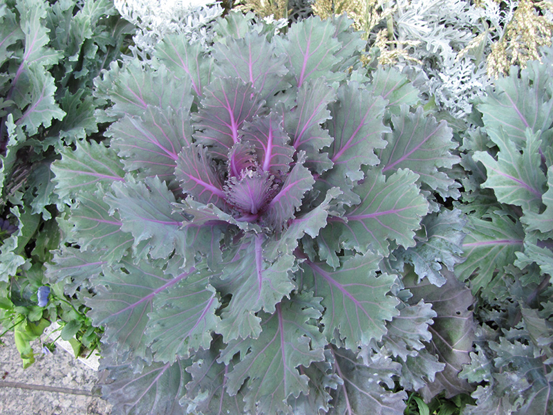 Nagoya Purple Kale (Brassica oleracea var. acephala 'Nagoya Purple') at Landon's Greenhouse