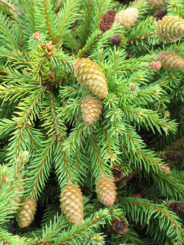Pusch Spruce (Picea abies 'Pusch') at Landon's Greenhouse
