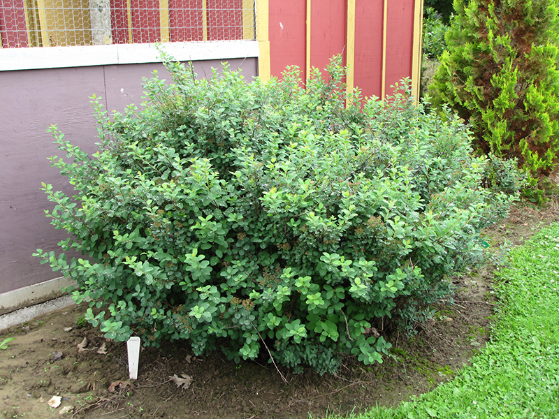 Tor Spirea (Spiraea betulifolia 'Tor') at Landon's Greenhouse