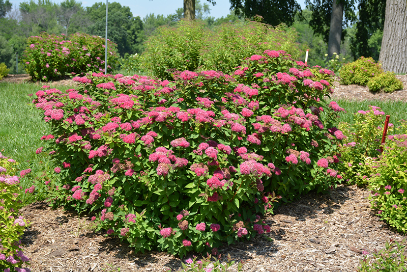 Double Play Red Spirea (Spiraea japonica 'SMNSJMFR') at Landon's Greenhouse