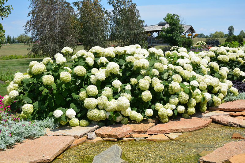 Incrediball Hydrangea (Hydrangea arborescens 'Abetwo') at Landon's Greenhouse