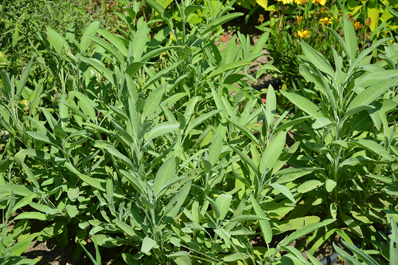 Common Sage (Salvia officinalis) at Landon's Greenhouse