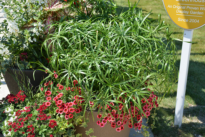 Baby Tut Umbrella Grass (Cyperus involucratus 'Baby Tut') at Landon's Greenhouse