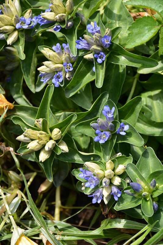 Blue Cross Gentian (Gentiana cruciata 'Blue Cross') at Landon's Greenhouse