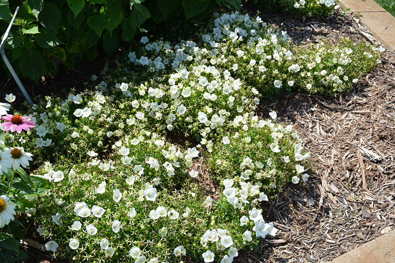 Rapido White Bellflower (Campanula carpatica 'Rapido White') at Landon's Greenhouse