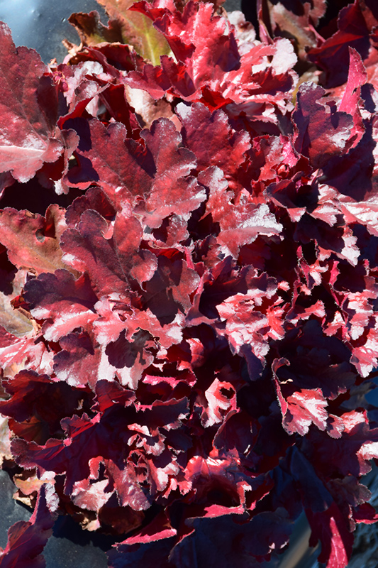Forever Red Coral Bells (Heuchera 'Forever Red') at Landon's Greenhouse