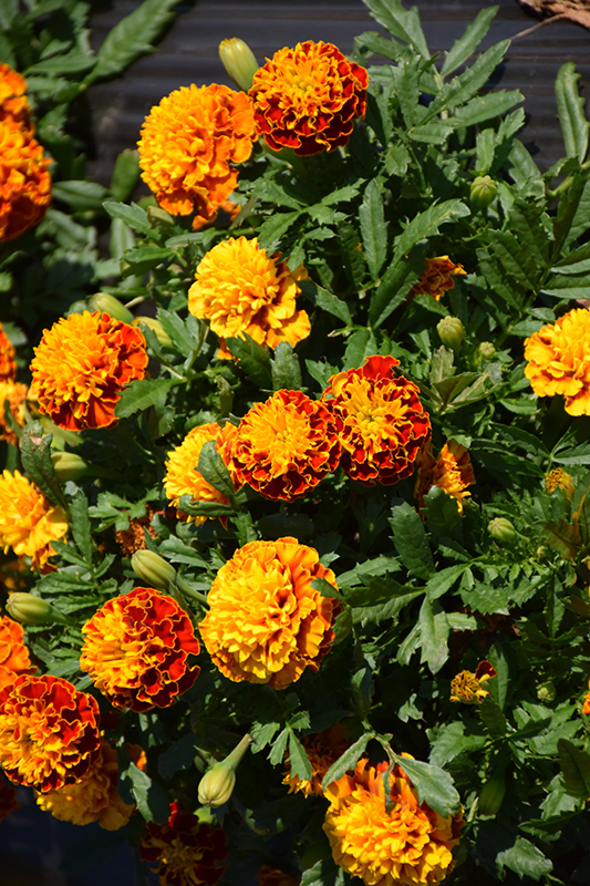 Hot Pak Spry Marigold (Tagetes patula 'PAS1077393') at Landon's Greenhouse