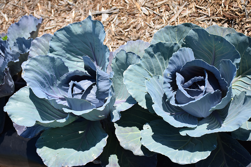 Red Express Cabbage (Brassica oleracea var. capitata 'Red Express') at Landon's Greenhouse