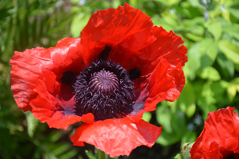 Beauty of Livermere Poppy (Papaver orientale 'Beauty of Livermere') at Landon's Greenhouse