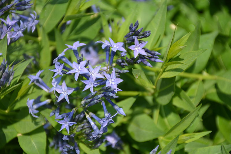 Blue Ice Star Flower (Amsonia tabernaemontana 'Blue Ice') at Landon's Greenhouse