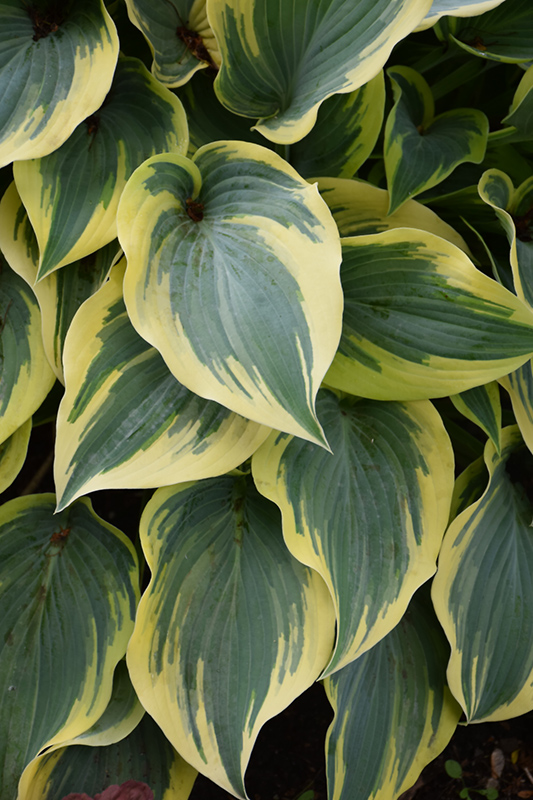 First Frost Hosta (Hosta 'First Frost') at Landon's Greenhouse