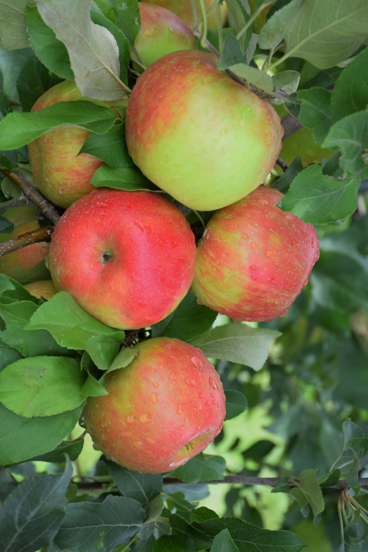 Honeycrisp Apple (Malus 'Honeycrisp') at Landon's Greenhouse
