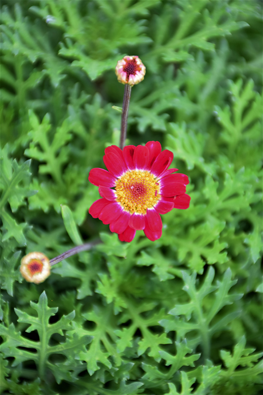 Sassy Red (Argyranthemum frutescens 'Sassy Red') at Landon's Greenhouse