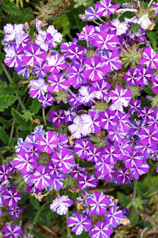 Lanai Purple Star Verbena (Verbena 'Lanai Purple Star') at Landon's Greenhouse