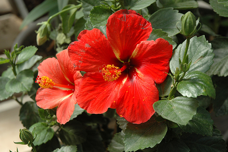 Starry Wind Hibiscus (Hibiscus rosa-sinensis 'Starry Wind') at Landon's Greenhouse