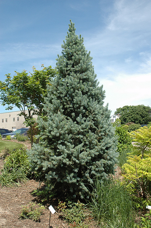 Upright Colorado Spruce (Picea pungens 'Fastigiata') at Landon's Greenhouse