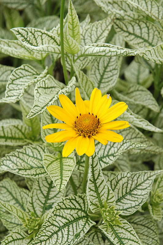 Sunburst False Sunflower (Heliopsis helianthoides 'Sunburst') at Landon's Greenhouse