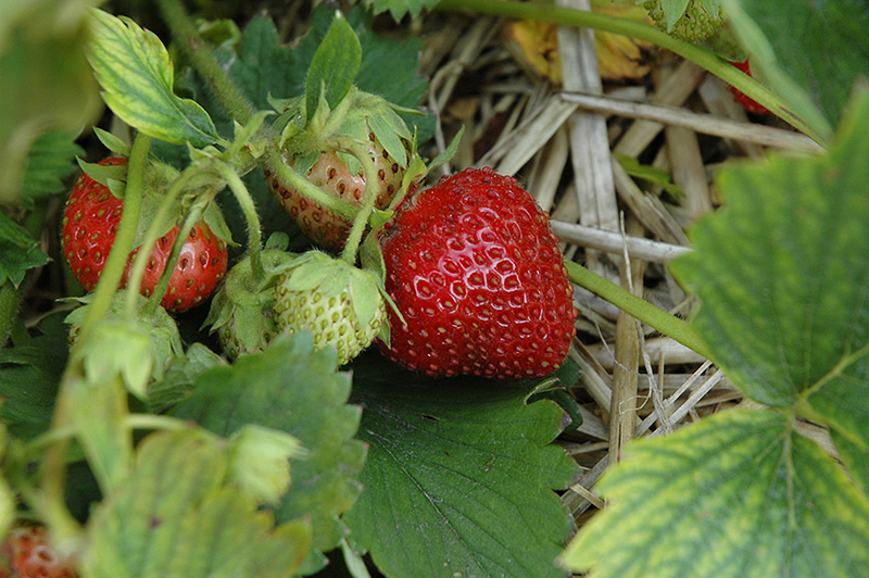 Sparkle Strawberry (Fragaria 'Sparkle') at Landon's Greenhouse