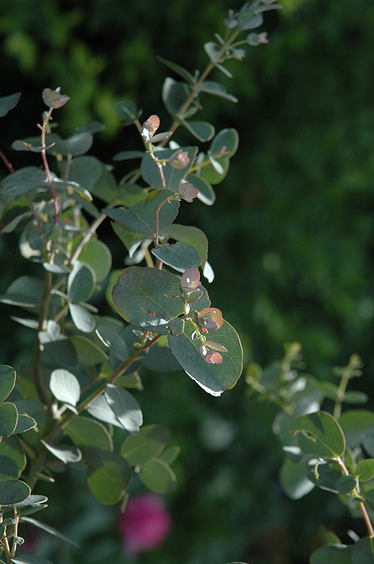 Silver Drop Cider Gum (Eucalyptus gunnii 'Silver Drop') at Landon's Greenhouse