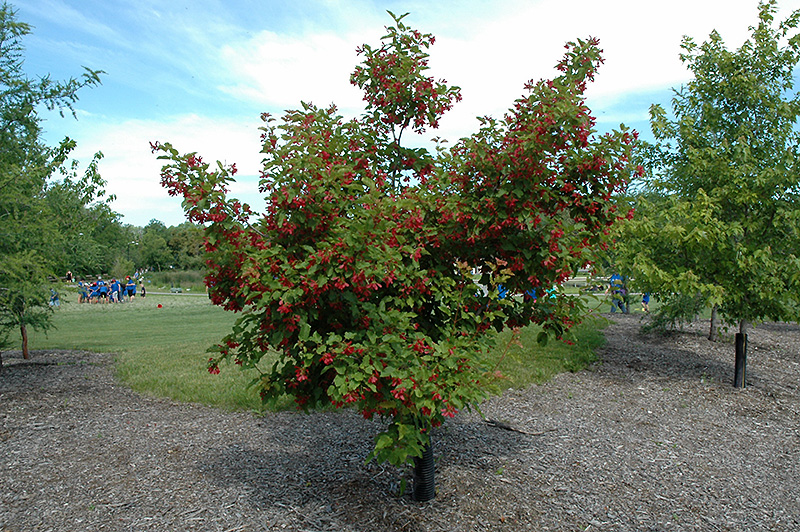 Hot Wings Tatarian Maple (Acer tataricum 'GarAnn') at Landon's Greenhouse