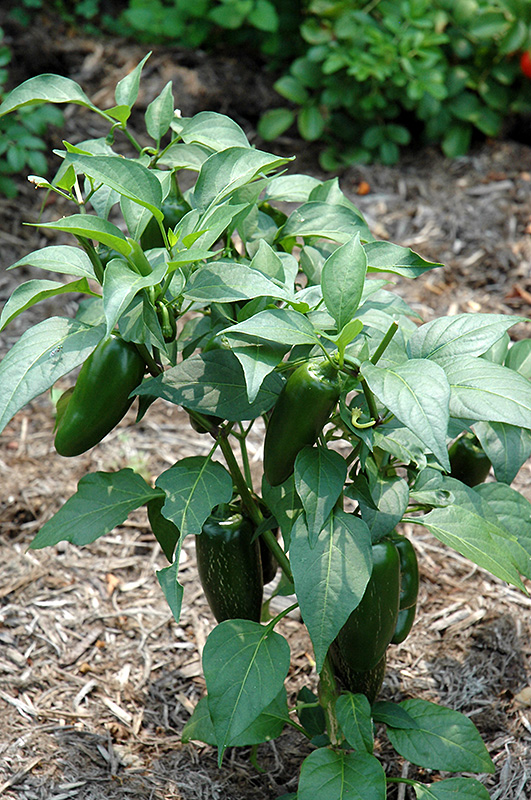 Jalapeno Pepper (Capsicum annuum 'Jalapeno') at Landon's Greenhouse