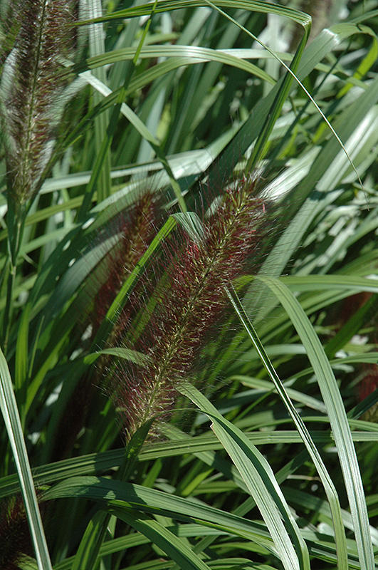 Red Head Fountain Grass (Pennisetum alopecuroides 'Red Head') at Landon's Greenhouse