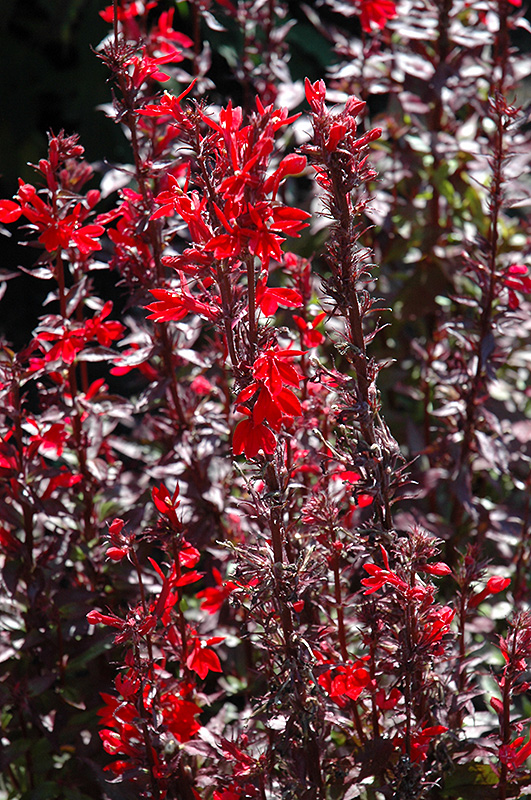 Fan Scarlet Cardinal Flower (Lobelia x speciosa 'Fan Scarlet') at Landon's Greenhouse