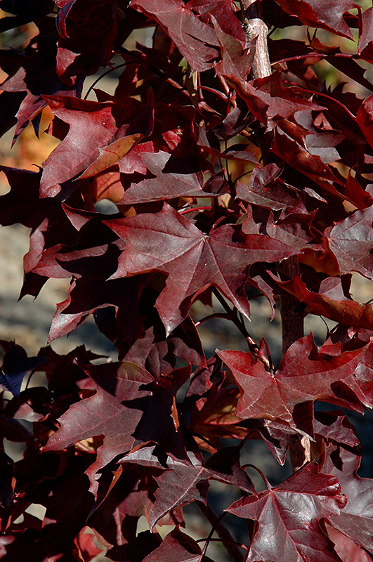 Crimson Sunset Maple (Acer 'JFS-KW202') at Landon's Greenhouse