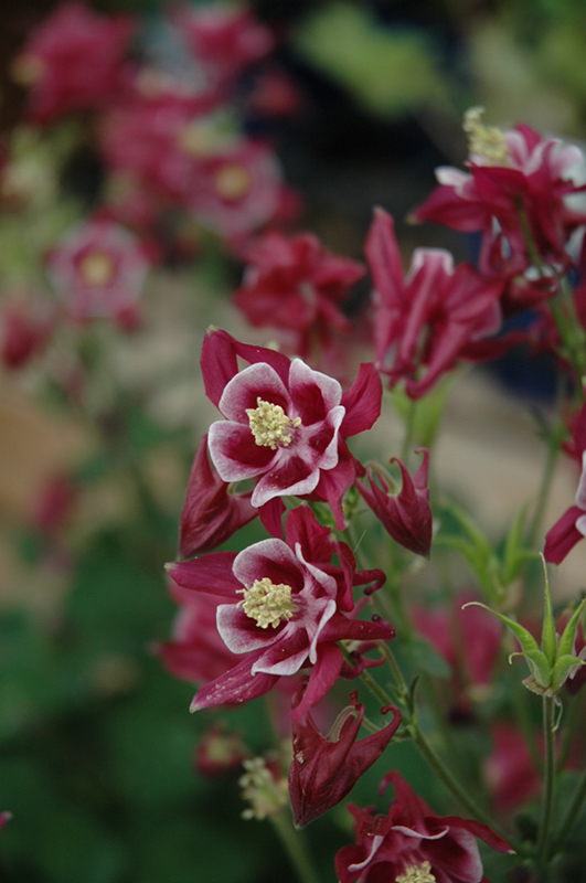 Winky Red And White Columbine (Aquilegia 'Winky Red And White') at Landon's Greenhouse