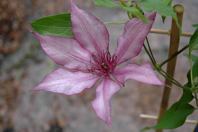 Giselle Clematis (Clematis 'Evipo051') at Landon's Greenhouse