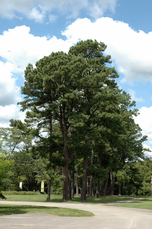 Austrian Pine (Pinus nigra) at Landon's Greenhouse