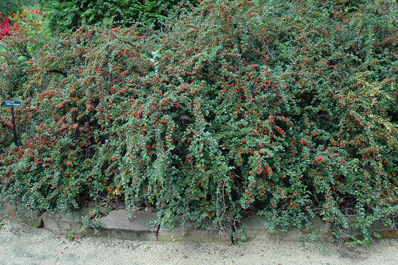 Cranberry Cotoneaster (Cotoneaster apiculatus) at Landon's Greenhouse