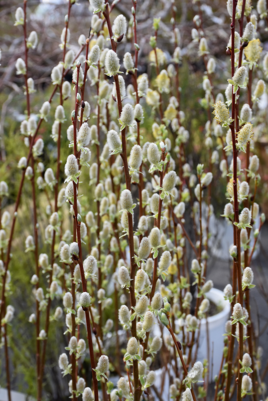 Pussy Willow (Salix discolor) at Landon's Greenhouse