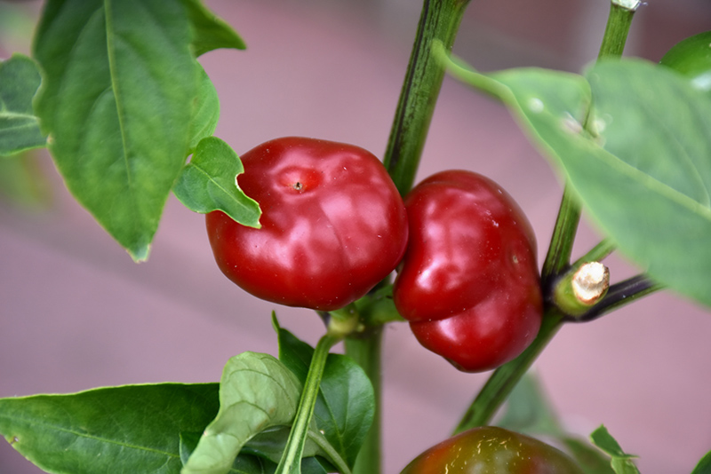 Large Red Cherry Hot Pepper (Capsicum annuum 'Large Red Cherry') at Landon's Greenhouse