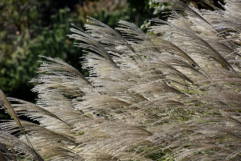 Gracillimus Maiden Grass (Miscanthus sinensis 'Gracillimus') at Landon's Greenhouse