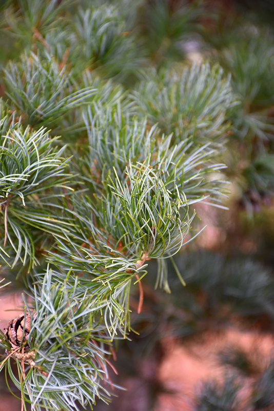 Blue Japanese Pine (Pinus parviflora 'Glauca') at Landon's Greenhouse