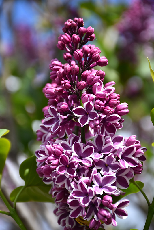 Sensation Lilac (Syringa vulgaris 'Sensation') at Landon's Greenhouse