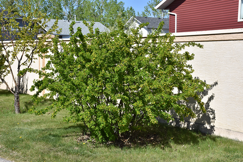 Peashrub (Caragana arborescens) at Landon's Greenhouse