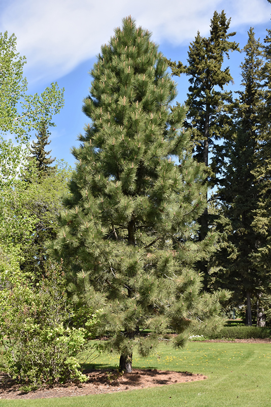 Yellow Pine (Pinus ponderosa) at Landon's Greenhouse