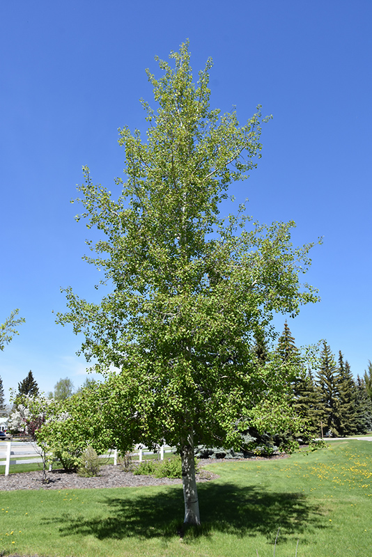 Trembling Aspen (Populus tremuloides) at Landon's Greenhouse