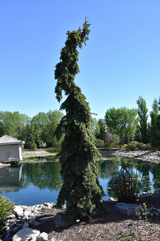 Weeping White Spruce (Picea glauca 'Pendula') at Landon's Greenhouse